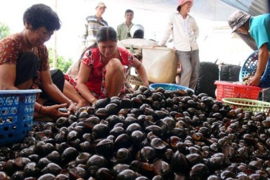 Thương lại Trung Quốc lại ồ ạt mua ốc biêu vàng